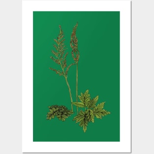 Northern Grape Fern Posters and Art